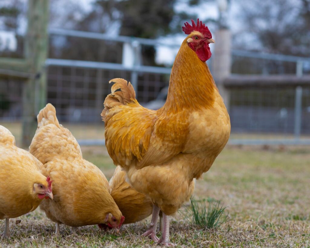 Buff Orpington Chickens For Sale in NC