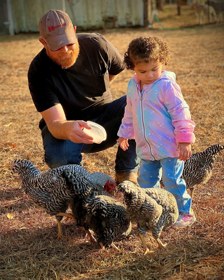 Feeding Chickens