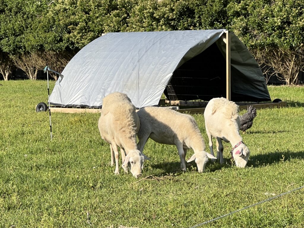 Mobile Goat Shelter