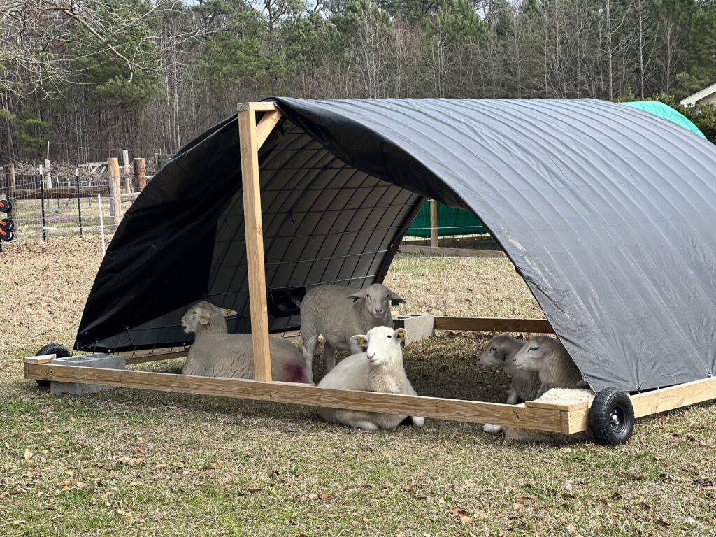 sheep shelter 5
