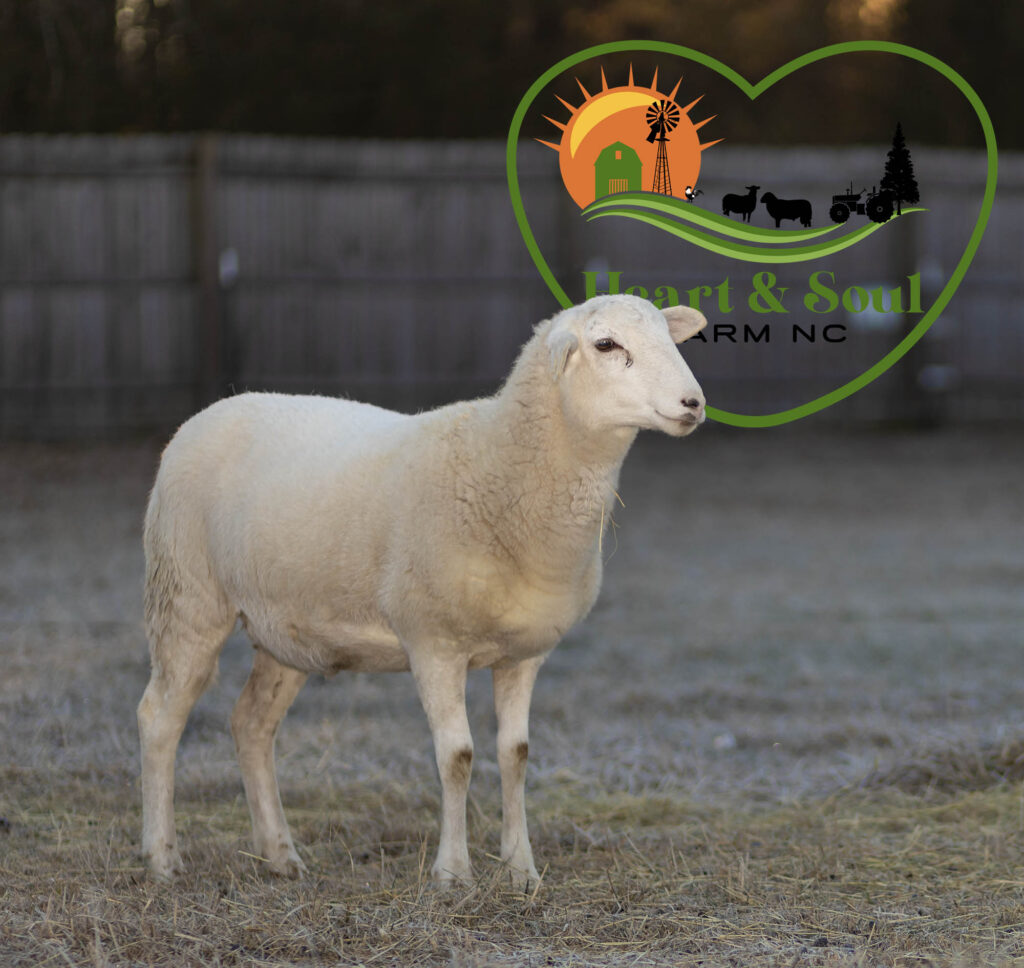 Katahdin Sheep For Sale in North Carolina
