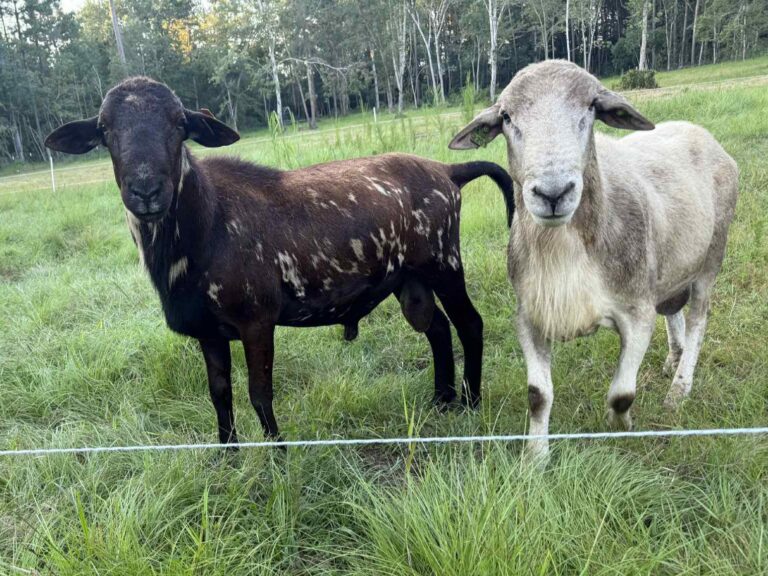 Registered Katahdin Rams